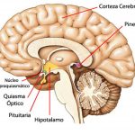 Resultado de imagem para glandula pineal